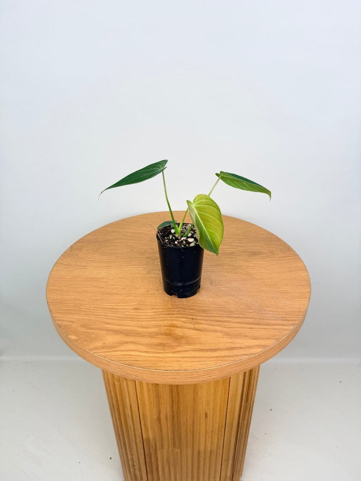 Philodendron Gloriosum X Melanochrysum - Glorious | Uprooted
