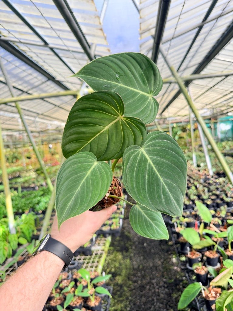 Philodendron Gloriosum X Melanochrysum - Glorious | Uprooted