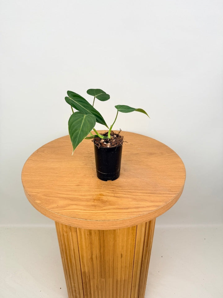 Philodendron Gloriosum X Melanochrysum - Glorious | Uprooted