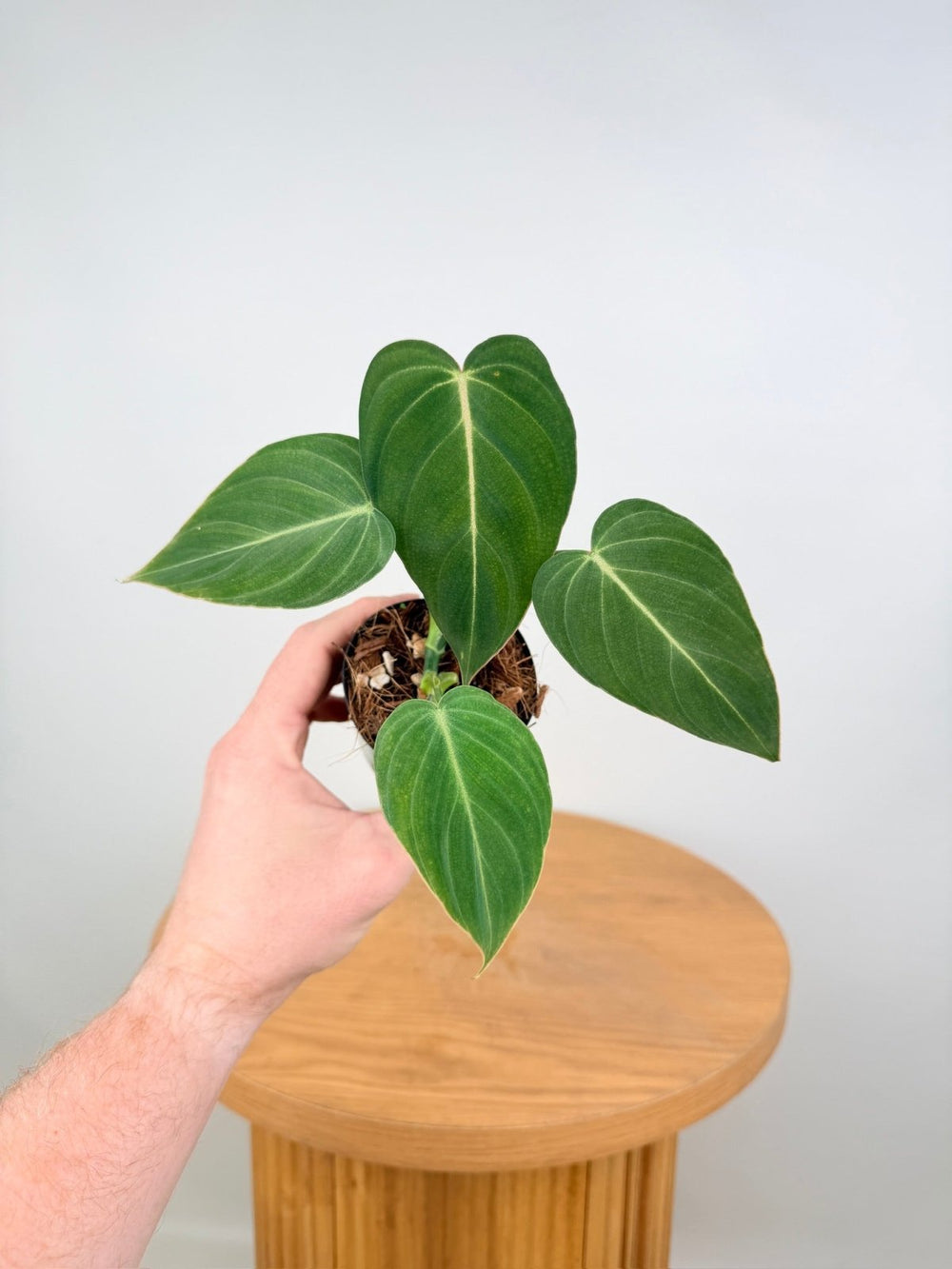 Philodendron Gloriosum X Melanochrysum - Glorious | Uprooted