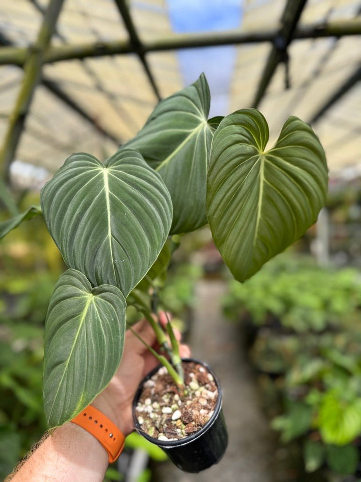 Philodendron Gloriosum X Melanochrysum - Glorious | Uprooted