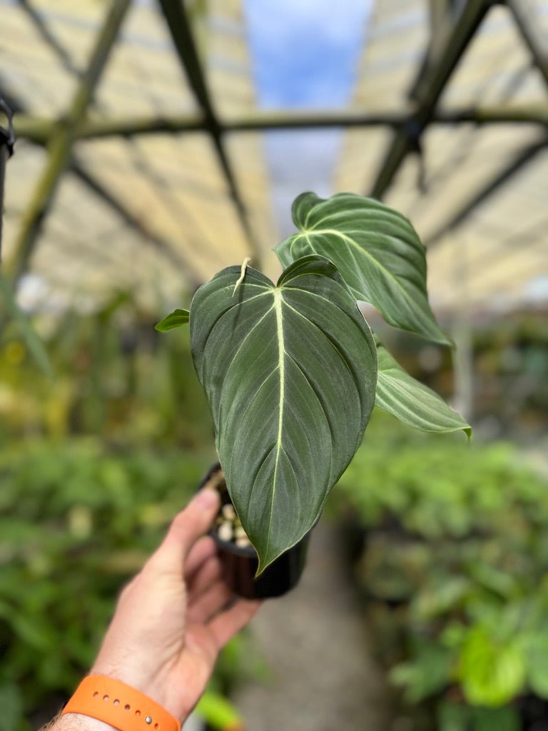 Philodendron Gloriosum X Melanochrysum - Glorious | Uprooted