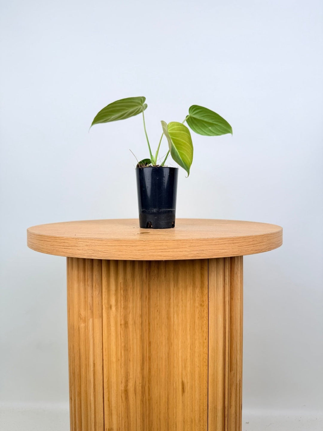 Philodendron Gloriosum X Melanochrysum - Glorious | Uprooted