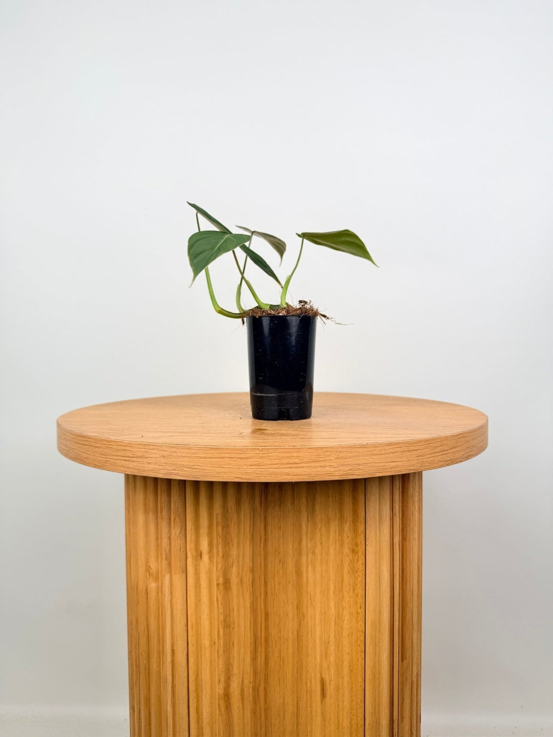 Philodendron Gloriosum X Melanochrysum - Glorious | Uprooted