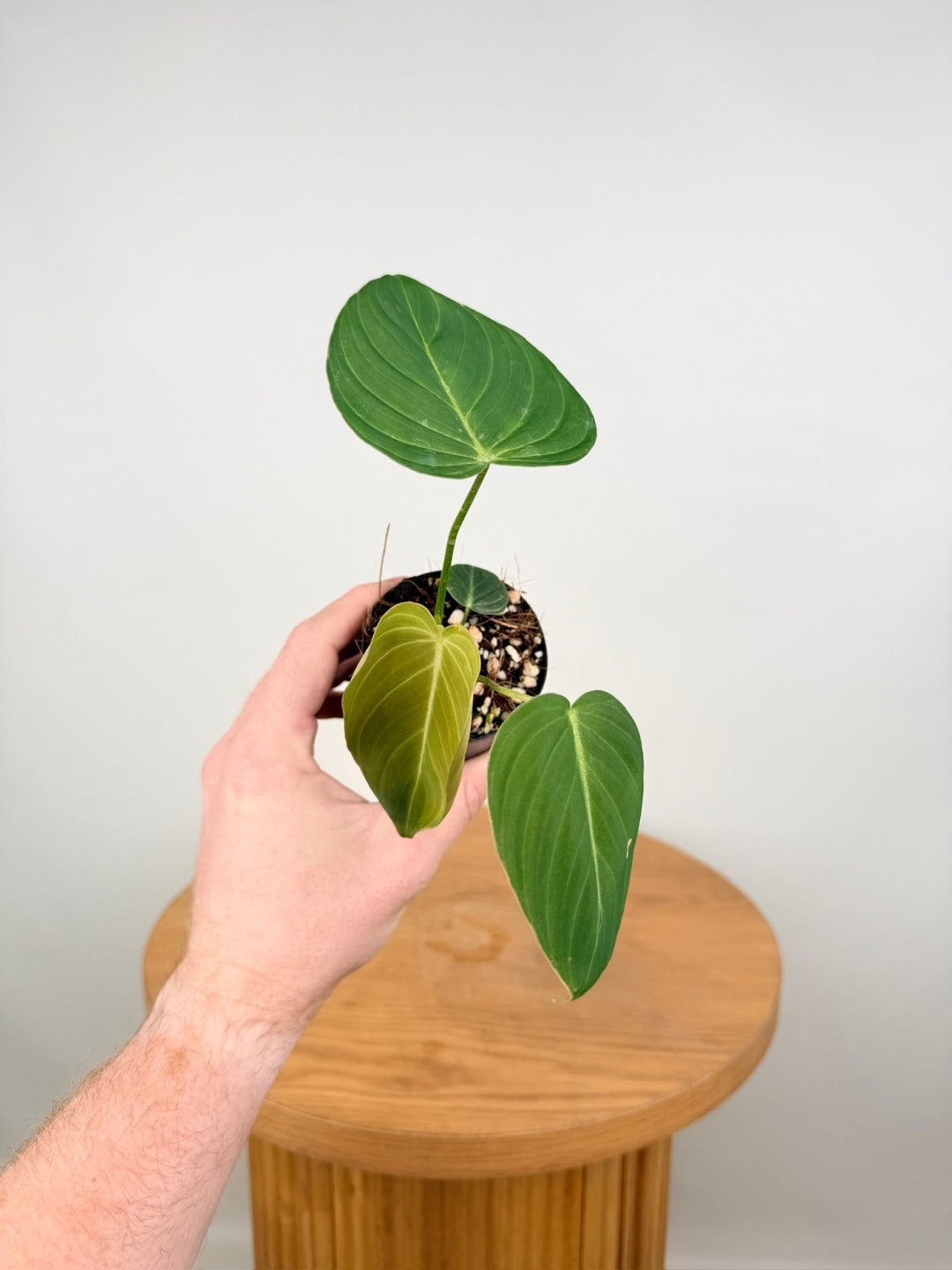 Philodendron Gloriosum X Melanochrysum - Glorious | Uprooted