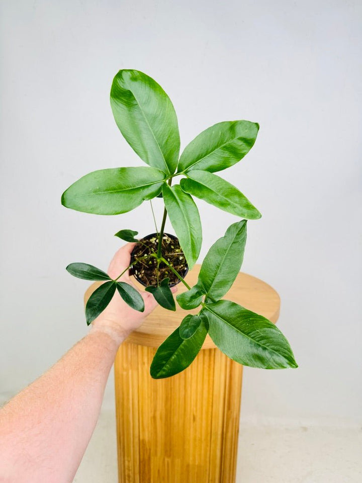 Philodendron Goeldii | Uprooted