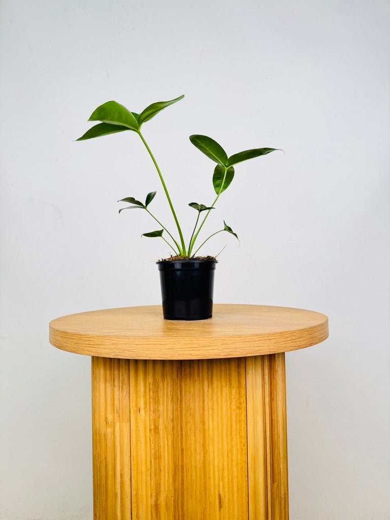 Philodendron Goeldii | Uprooted