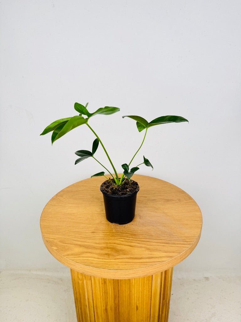 Philodendron Goeldii | Uprooted