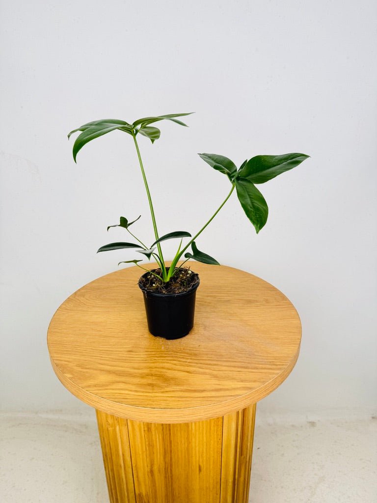 Philodendron Goeldii | Uprooted