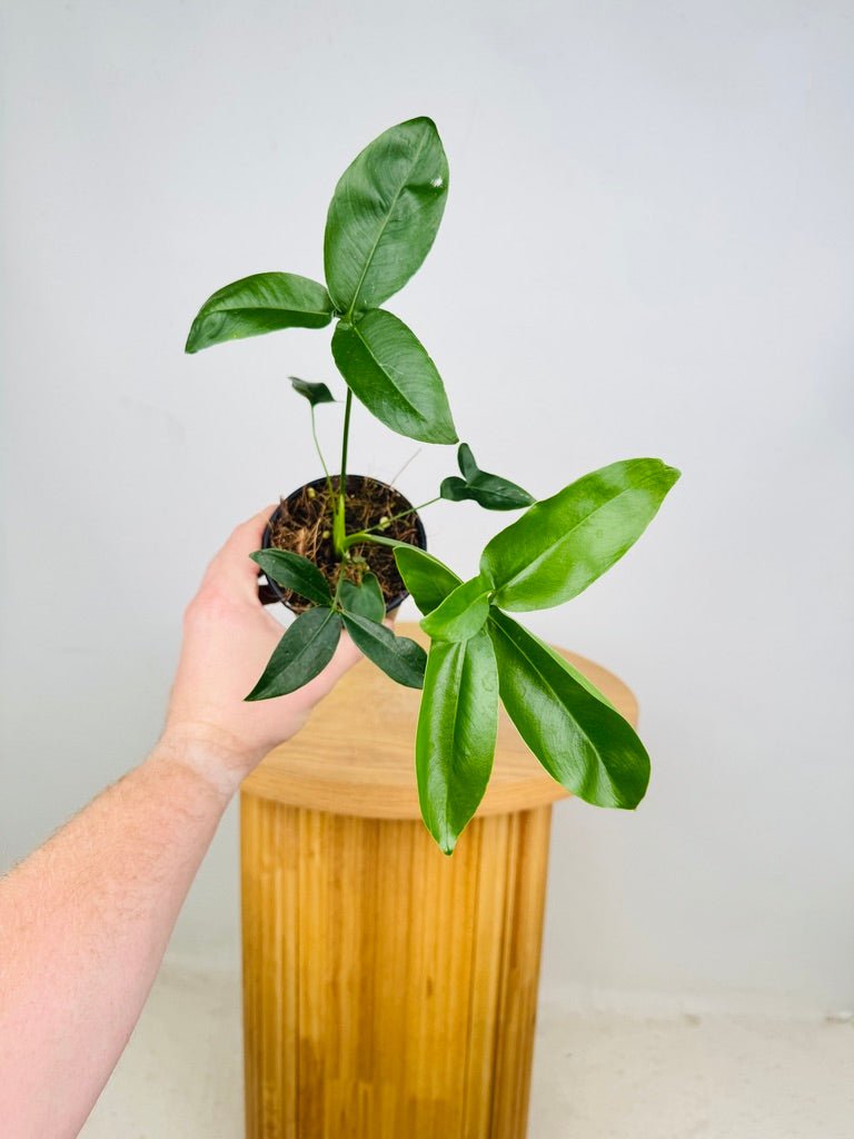 Philodendron Goeldii | Uprooted