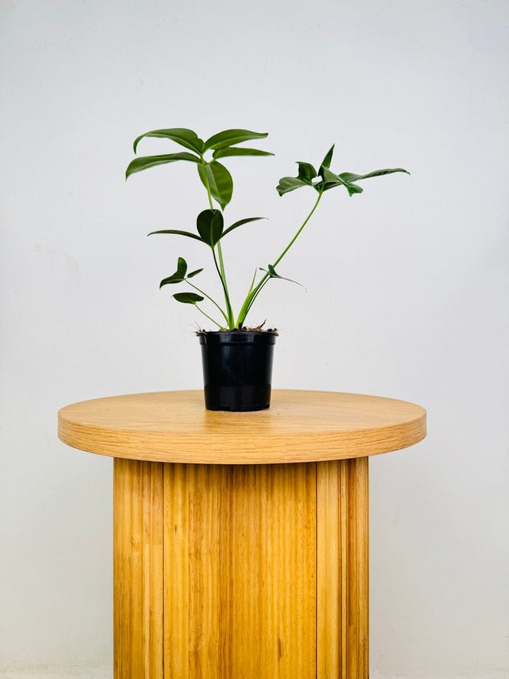 Philodendron Goeldii | Uprooted