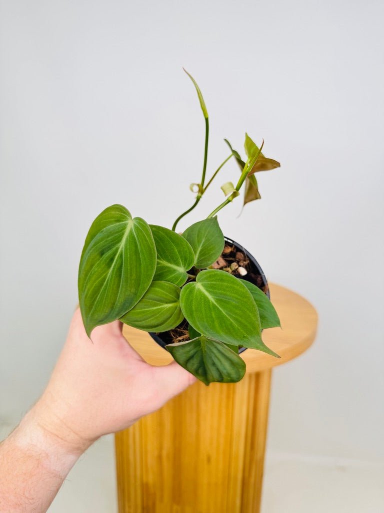 philodendron scandens vs micans Philodendron Hederaceum - Micans | Uprooted