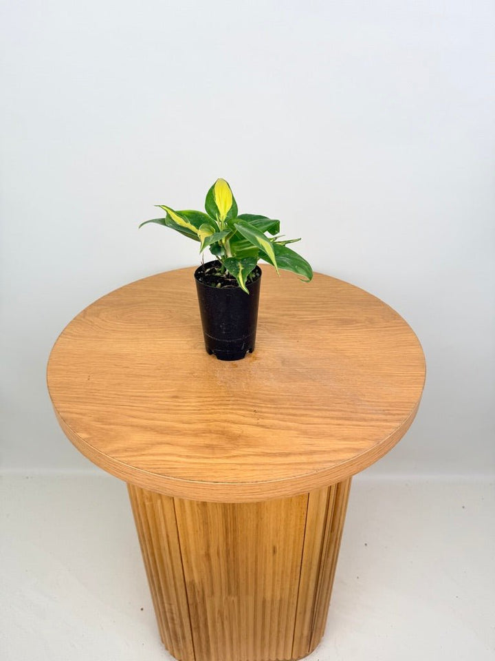Philodendron Hederaceum Var. Oxycardium - Brasil | Uprooted