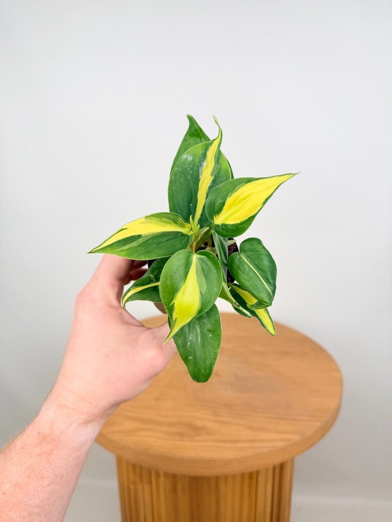 Philodendron Hederaceum Var. Oxycardium - Brasil | Uprooted