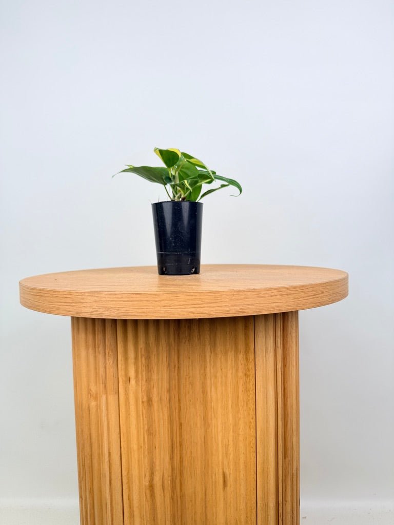 Philodendron Hederaceum Var. Oxycardium - Brasil | Uprooted