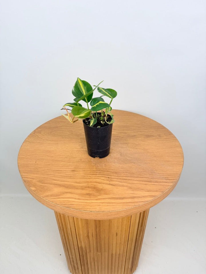 Philodendron Hederaceum Var. Oxycardium - Brasil | Uprooted