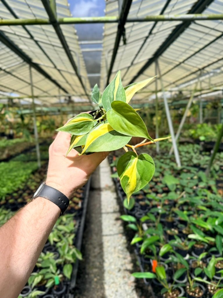 Philodendron Hederaceum Var. Oxycardium - Brasil | Uprooted
