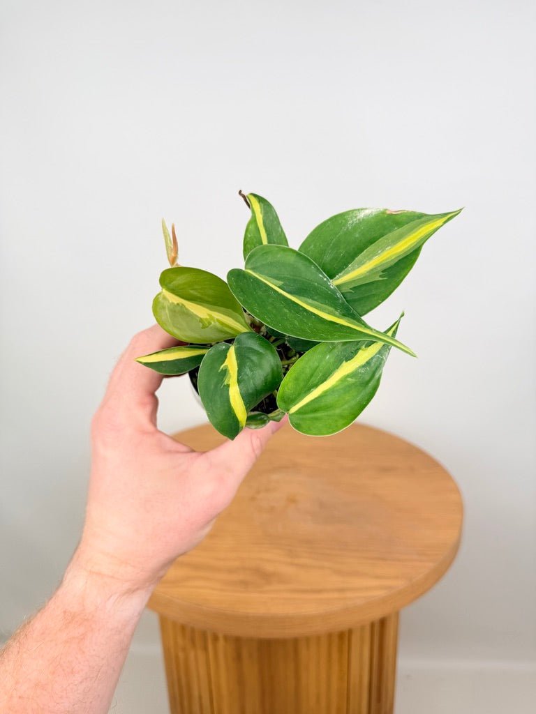 Philodendron Hederaceum Var. Oxycardium - Brasil | Uprooted
