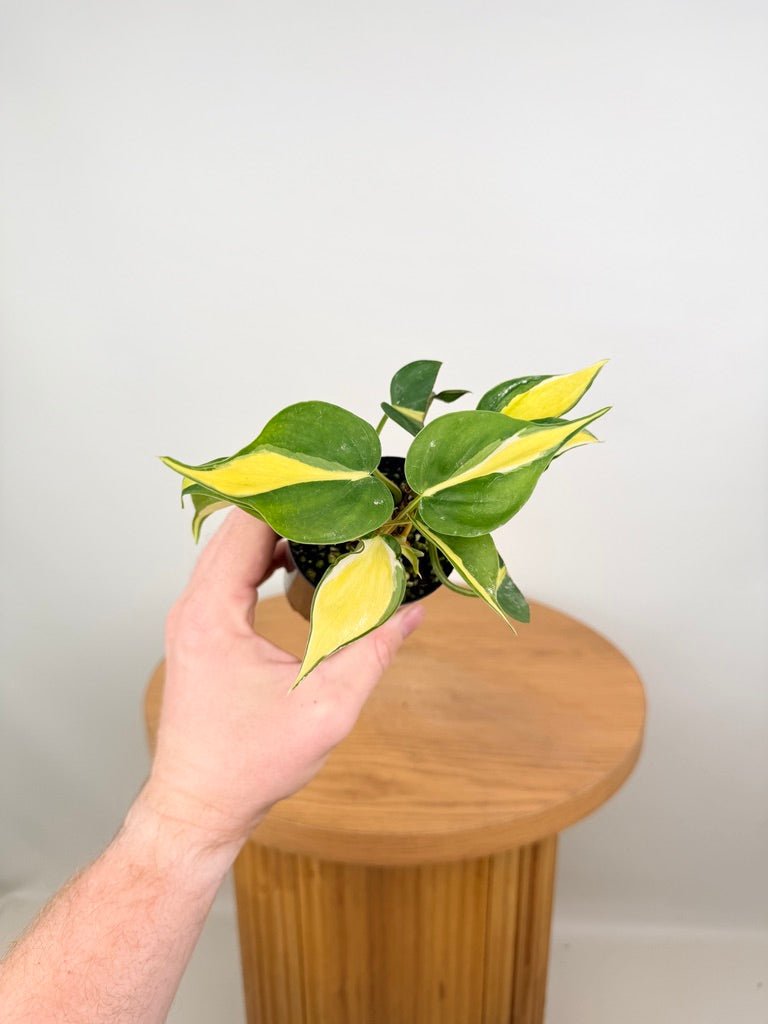 Philodendron Hederaceum Var. Oxycardium Cream Splash | Uprooted