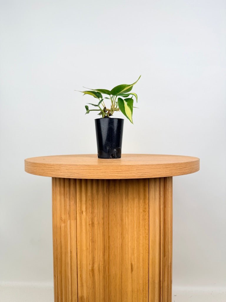 Philodendron Hederaceum Var. Oxycardium Cream Splash | Uprooted