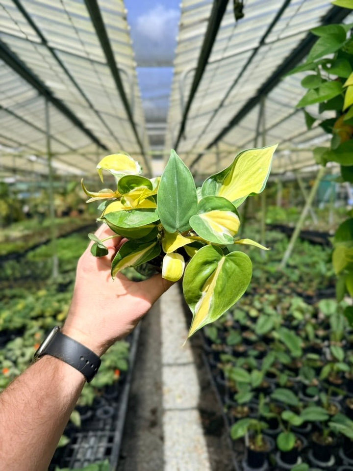 Philodendron Hederaceum Var. Oxycardium Cream Splash | Uprooted
