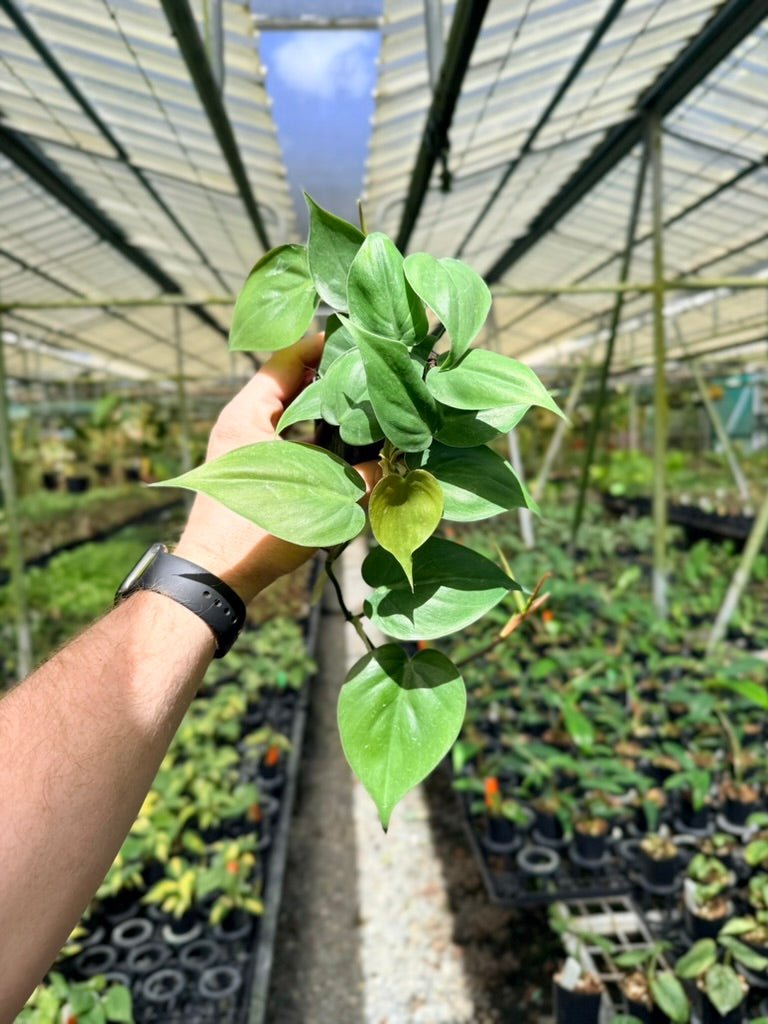 Philodendron Hederaceum Var. Oxycardium Heart Leaf - Green Form | Uprooted