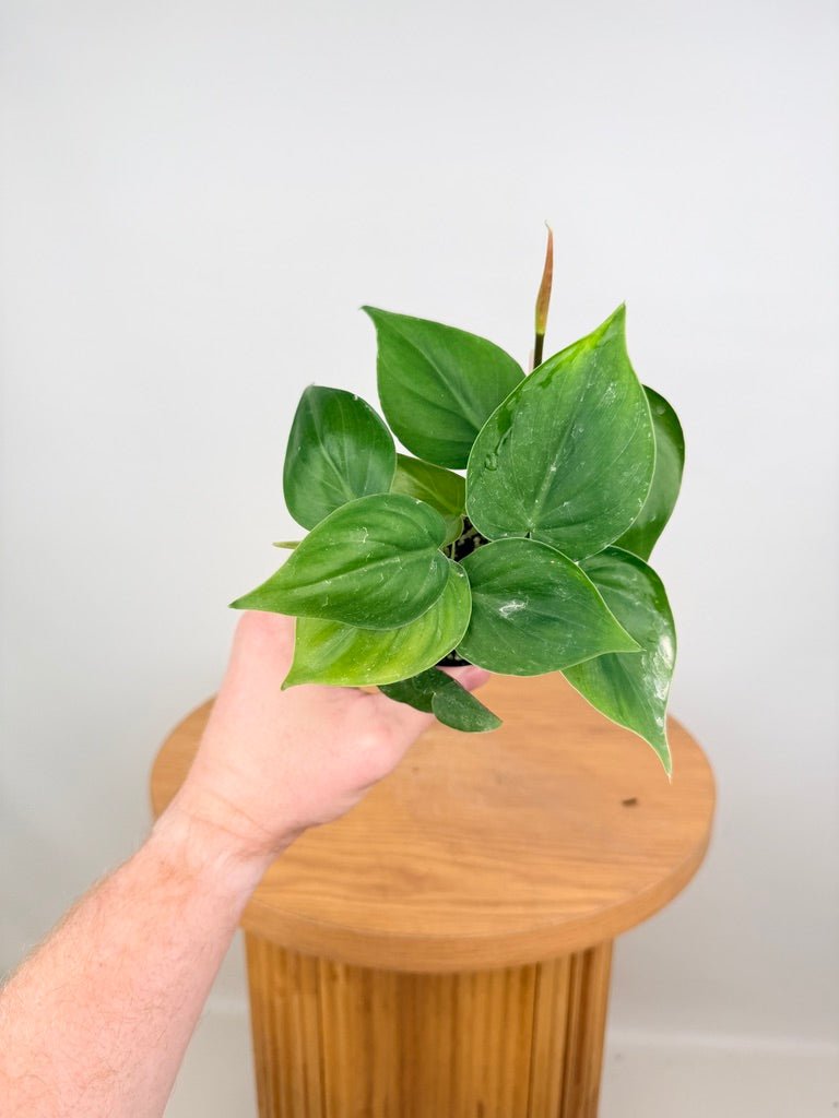 Philodendron Hederaceum Var. Oxycardium Heart Leaf - Green Form | Uprooted