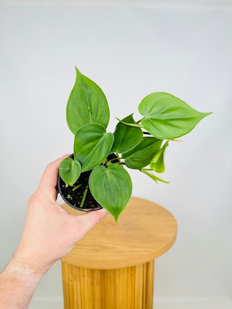 philodendron hederaceum var. oxycardium Philodendron Hederaceum Var. Oxycardium Heart Leaf | Uprooted