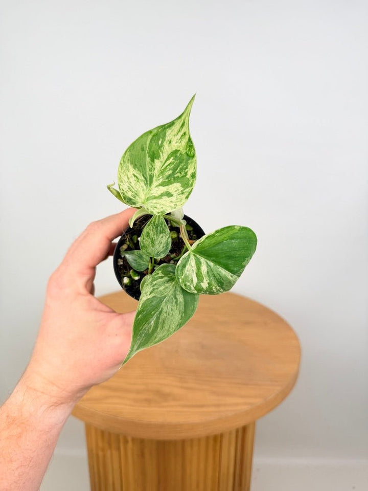 Philodendron Hederaceum Var. Oxycardium Heart Leaf Variegated | Uprooted