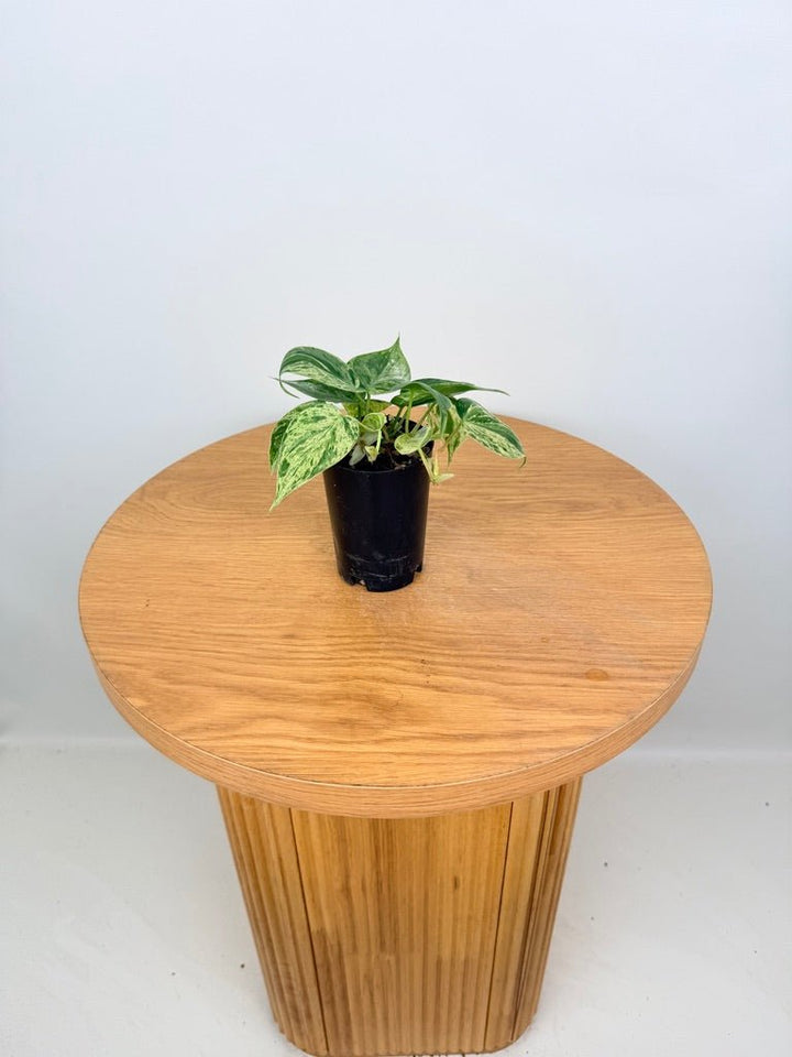 Philodendron Hederaceum Var. Oxycardium Heart Leaf Variegated | Uprooted