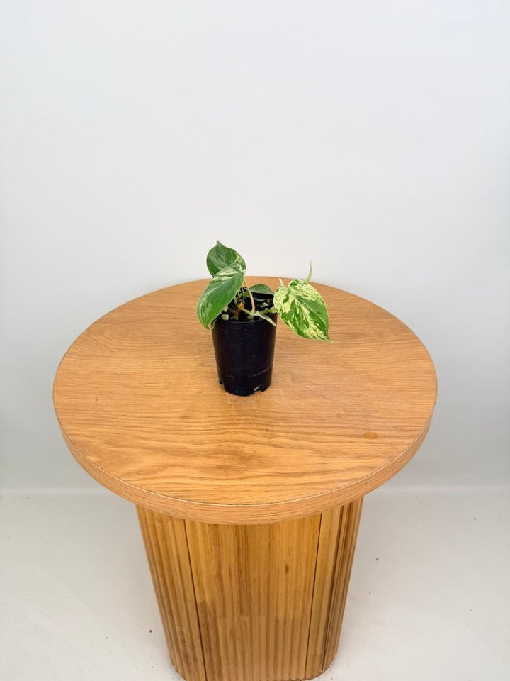 Philodendron Hederaceum Var. Oxycardium Heart Leaf Variegated | Uprooted