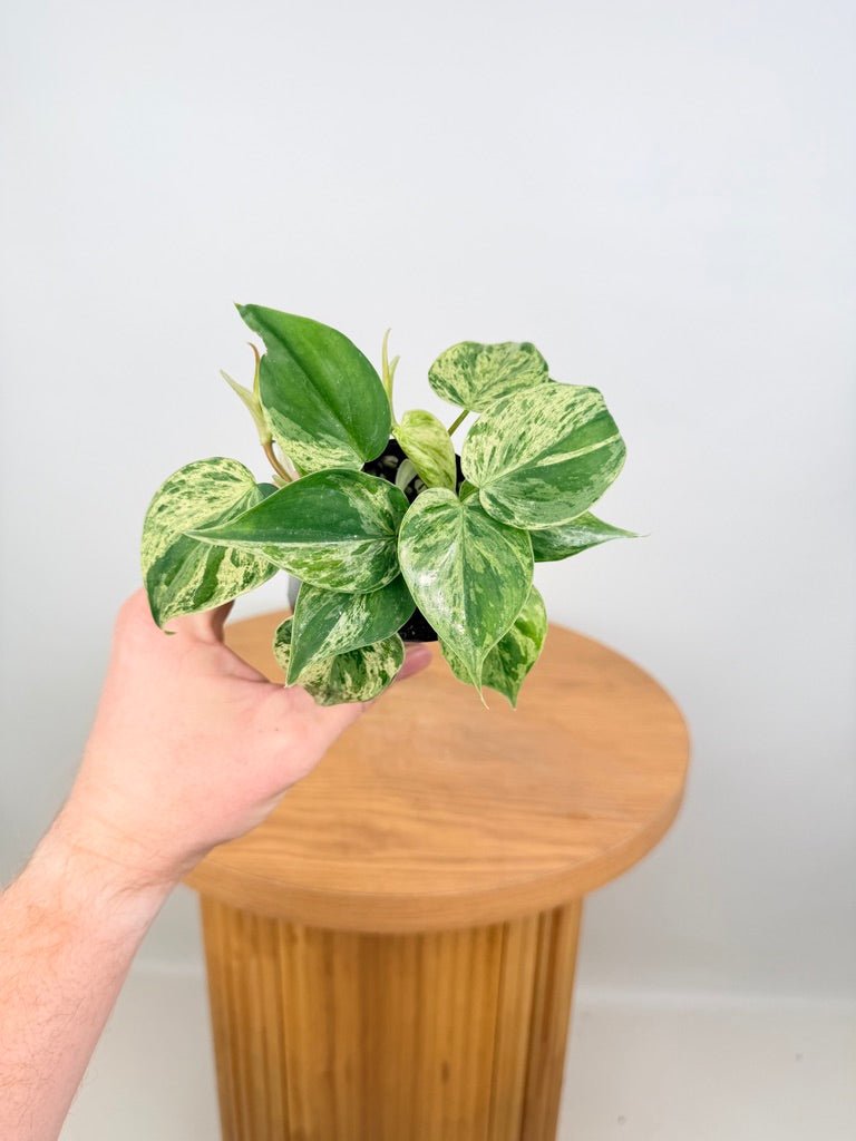 Philodendron Hederaceum Var. Oxycardium Heart Leaf Variegated | Uprooted