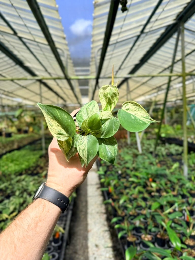 Philodendron Hederaceum Var. Oxycardium Heart Leaf Variegated | Uprooted