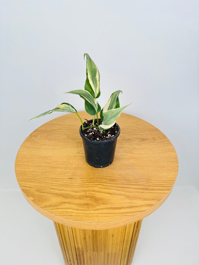 Philodendron Hederaceum Var. Oxycardium - Rio | Uprooted | Buy Plants ...