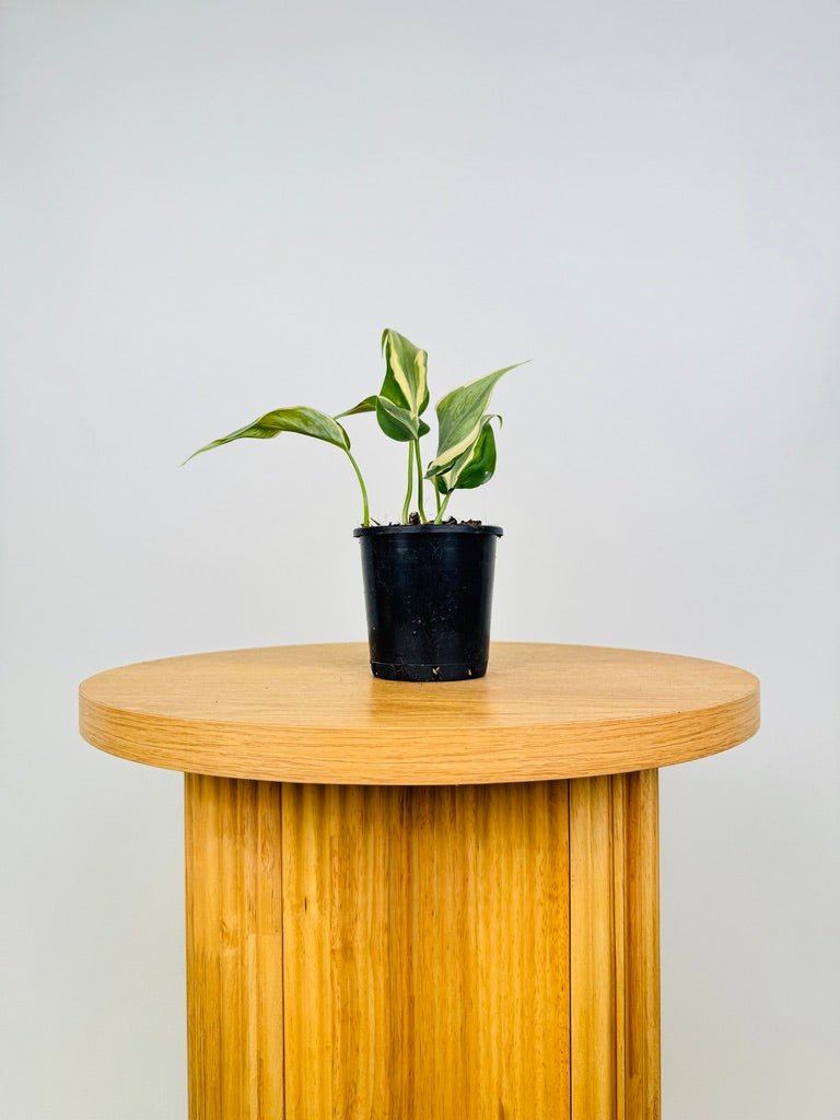 philodendron hederaceum var oxycardium & 39 Philodendron Hederaceum Var. Oxycardium - Rio | Uprooted
