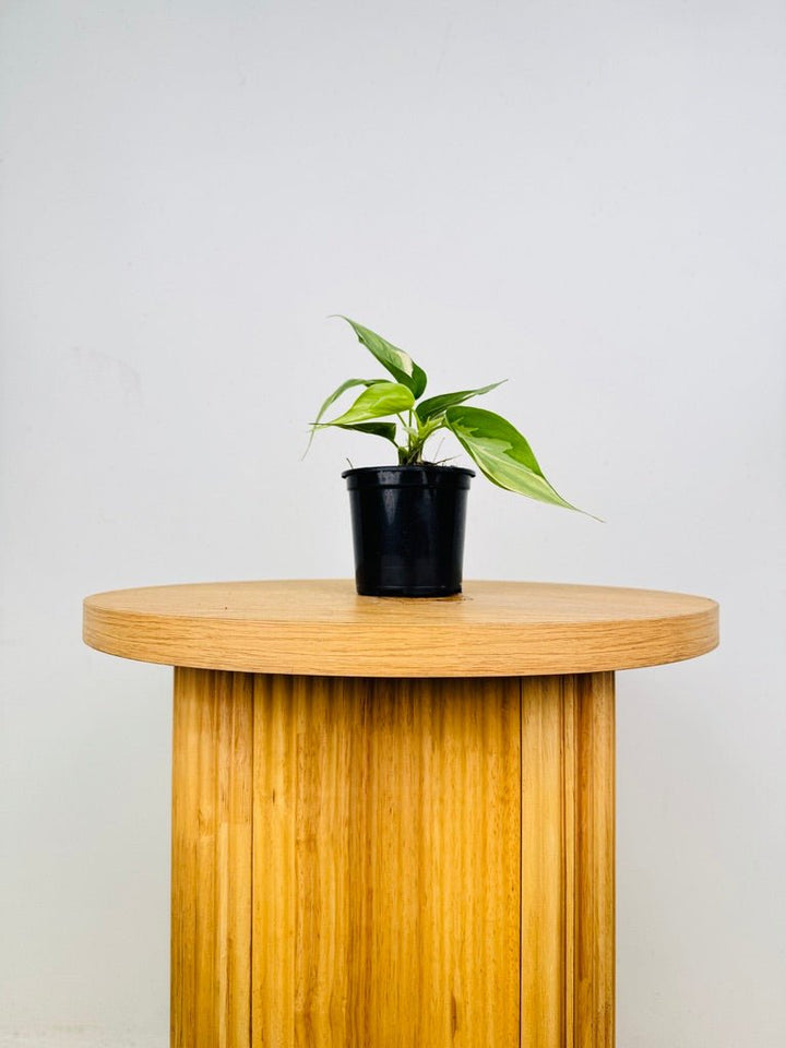 Philodendron Hederaceum Var. Oxycardium - Rio | Uprooted