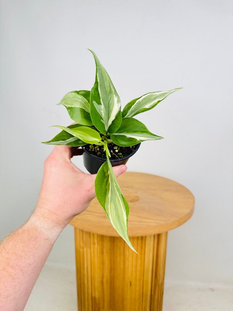 Philodendron Hederaceum Var. Oxycardium - Rio | Uprooted