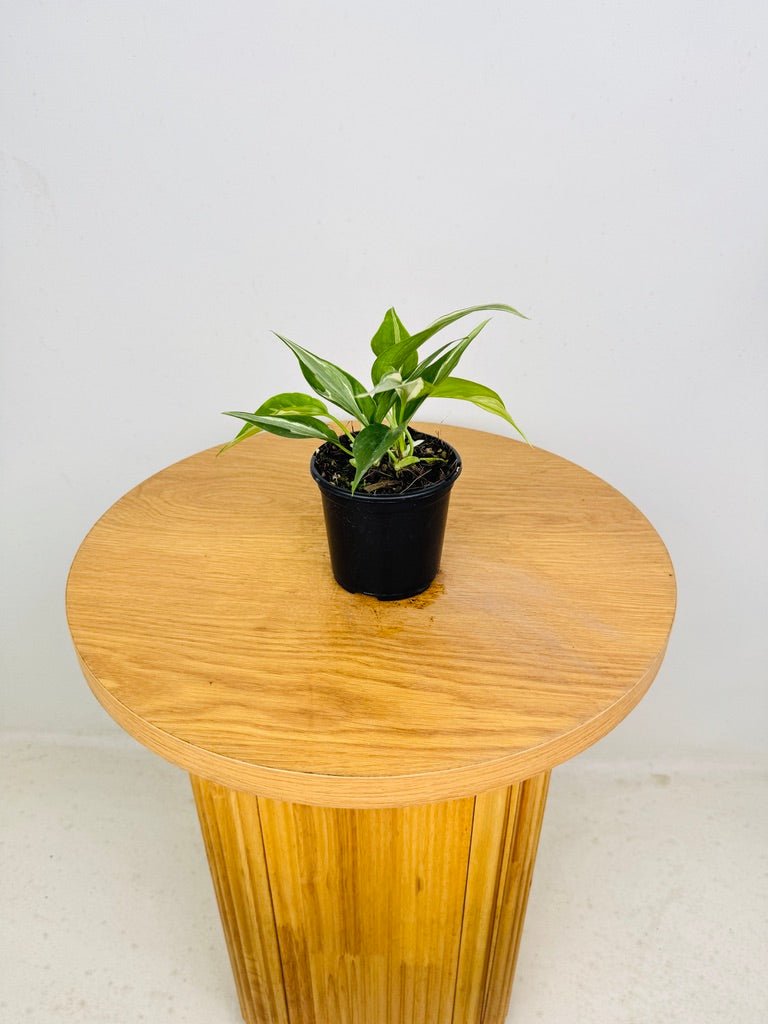 Philodendron Hederaceum Var. Oxycardium - Rio | Uprooted