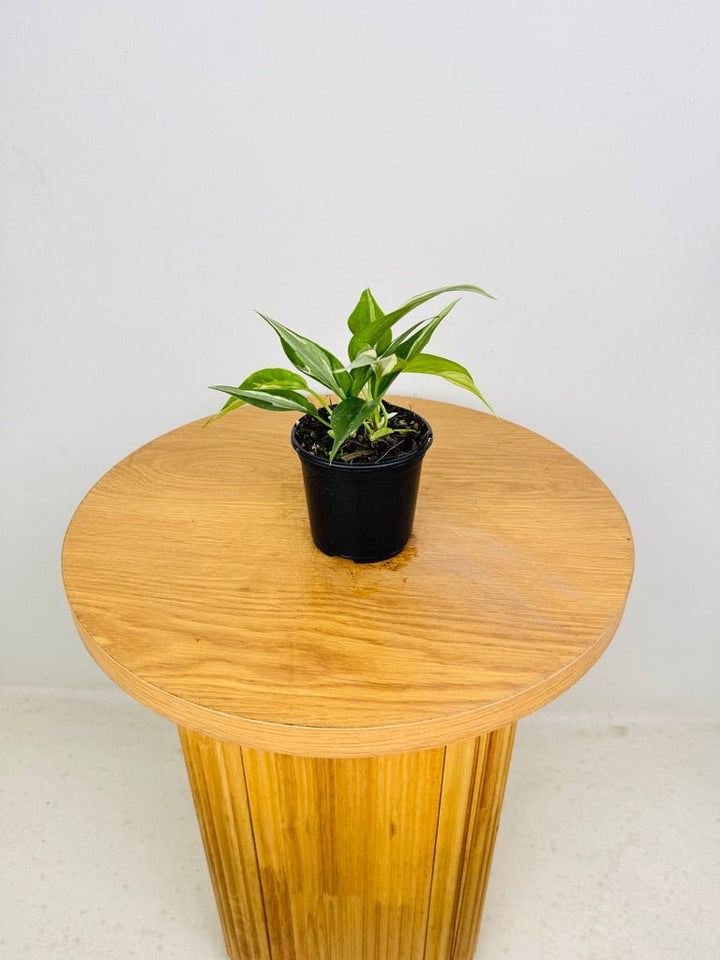 Philodendron Hederaceum Var. Oxycardium - Rio | Uprooted