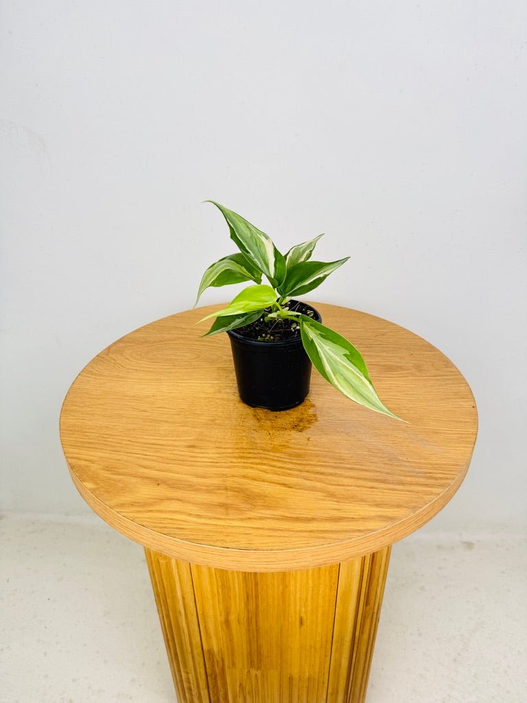 Philodendron Hederaceum Var. Oxycardium - Rio | Uprooted