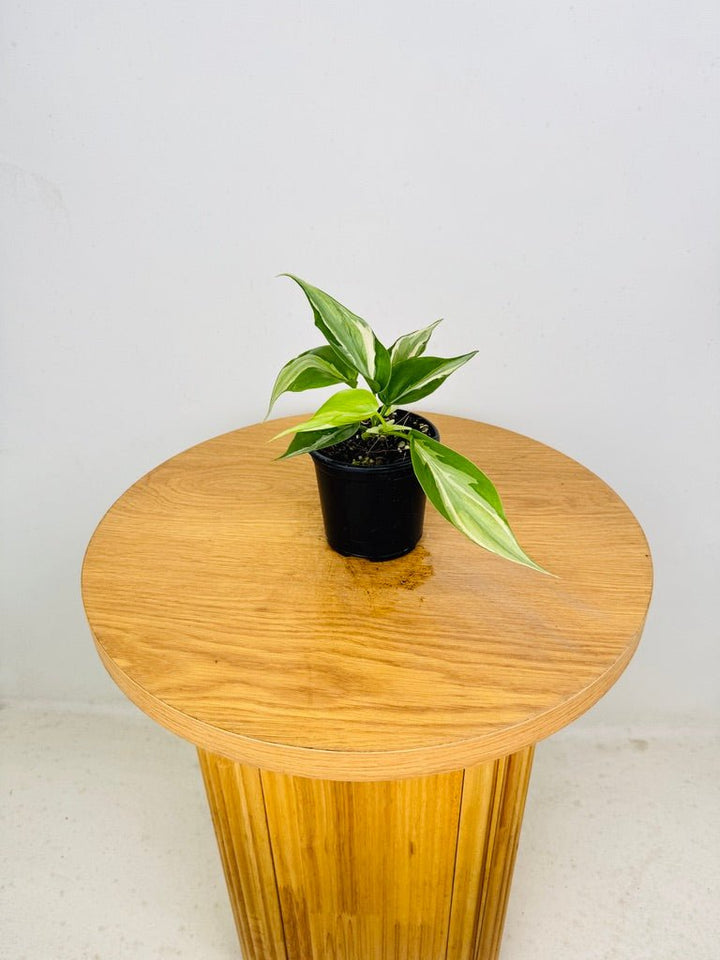 Philodendron Hederaceum Var. Oxycardium - Rio | Uprooted