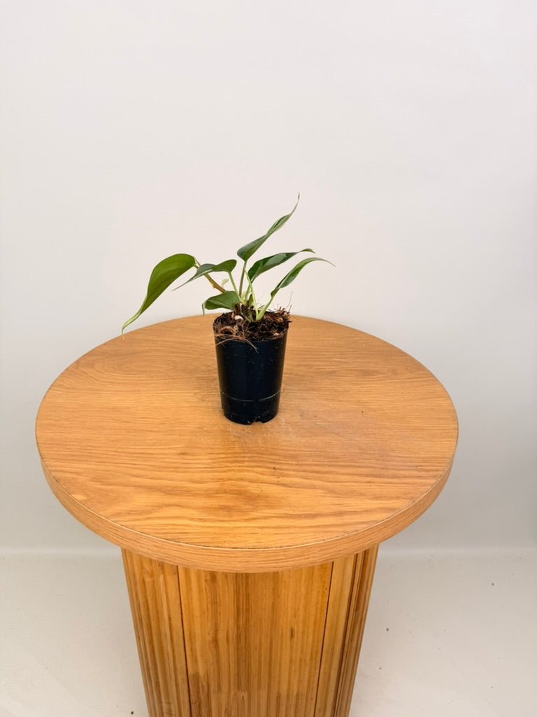 Philodendron Hederaceum Var. Oxycardium - Rio | Uprooted