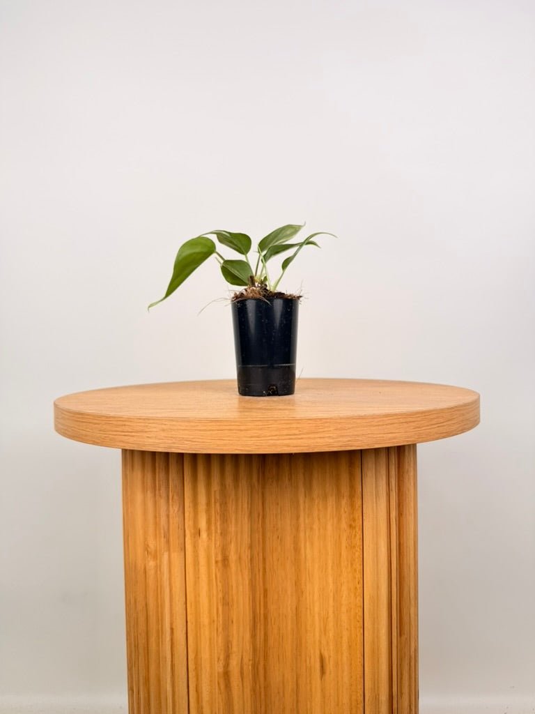 Philodendron Hederaceum Var. Oxycardium - Rio | Uprooted