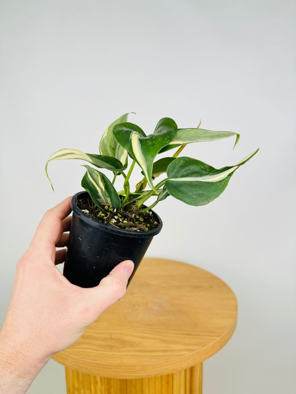 Philodendron Hederaceum Var. Oxycardium - Rio | Uprooted | Buy Plants ...