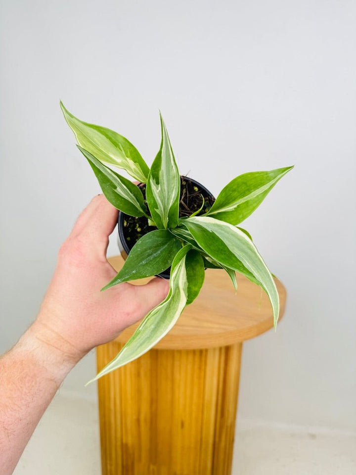 Philodendron Hederaceum Var. Oxycardium - Rio | Uprooted