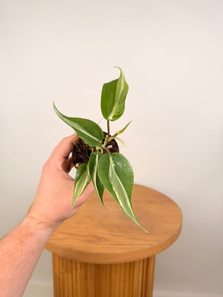 Philodendron Hederaceum Var. Oxycardium - Rio | Uprooted