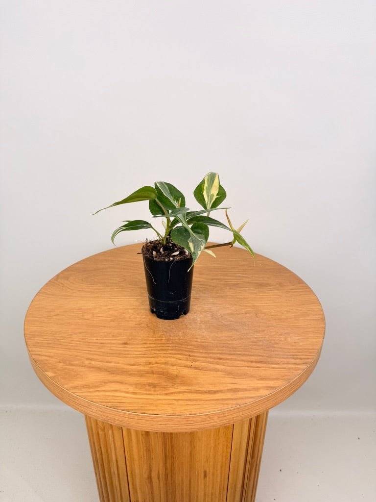 Philodendron Hederaceum Var. Oxycardium - Rio | Uprooted