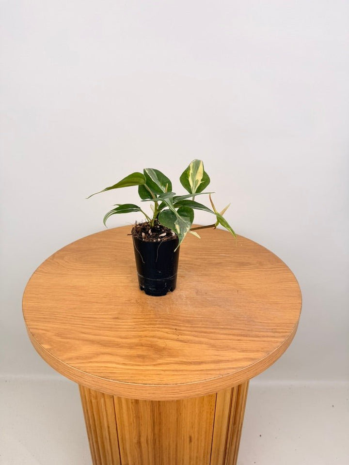 Philodendron Hederaceum Var. Oxycardium - Rio | Uprooted