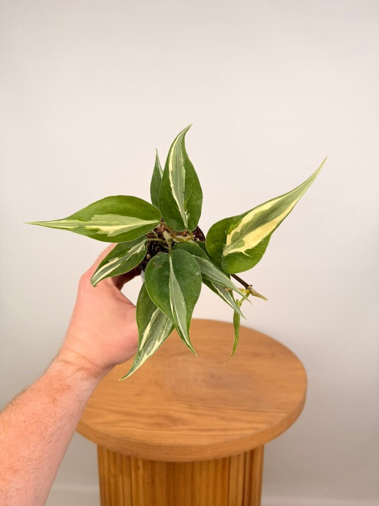 Philodendron Hederaceum Var. Oxycardium - Rio | Uprooted