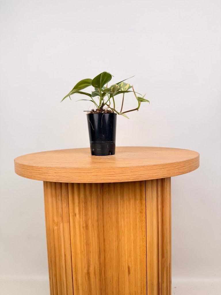 Philodendron Hederaceum Var. Oxycardium - Rio | Uprooted
